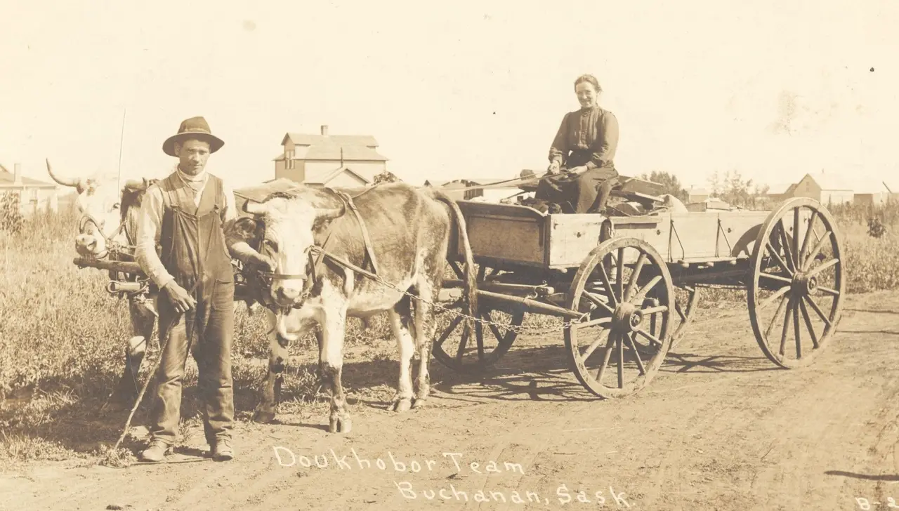 Doukhobor ox team and wagon, Buchanan, about 1910